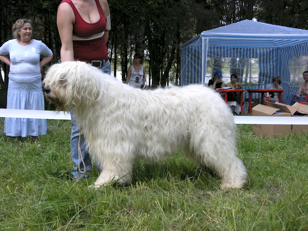 South Russian sheepdog black