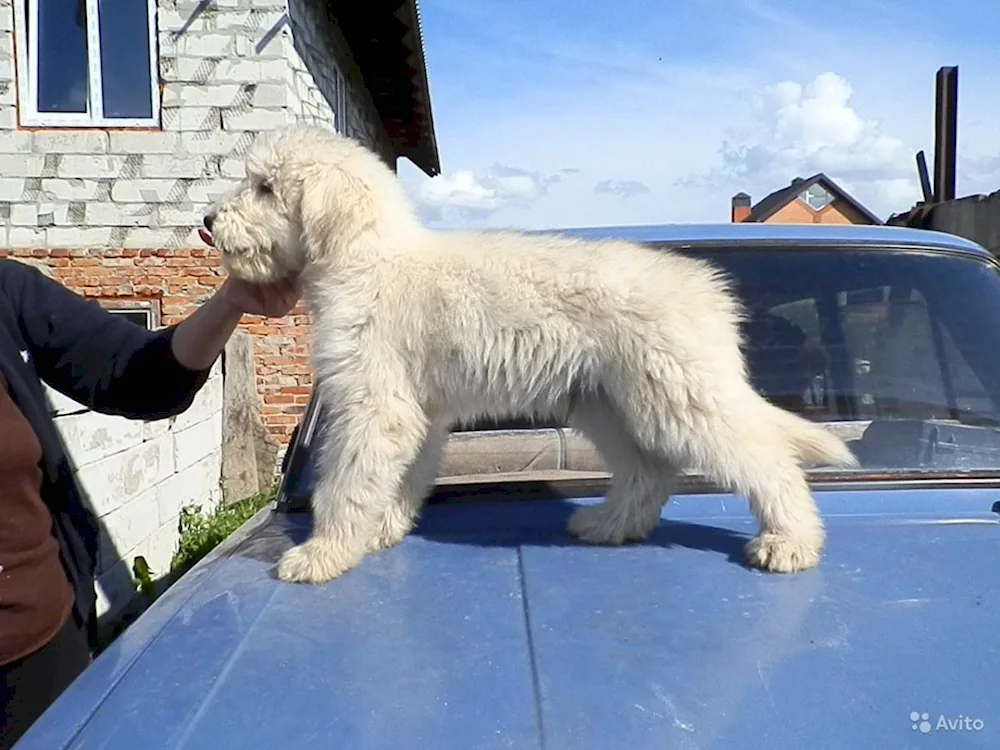 Eastern European sheepdog long-haired