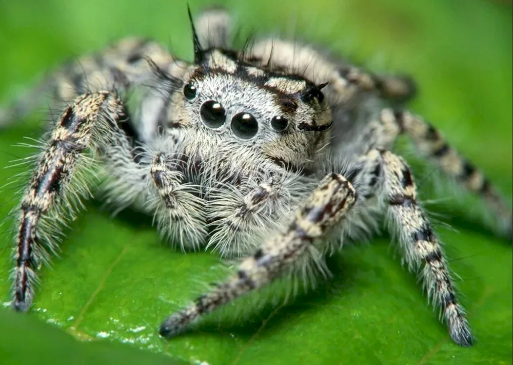 South Russian Tarantula crucifixus