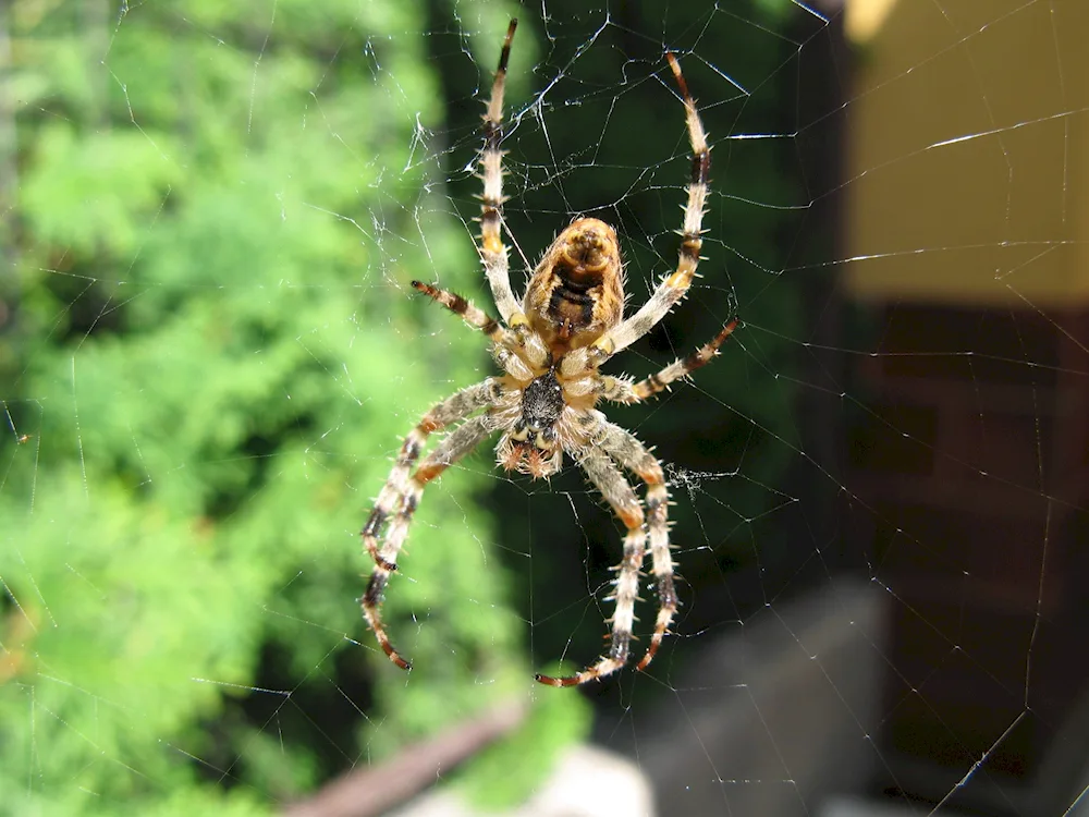 South Russian Tarantula crossbill spider