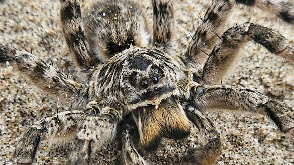 South Russian Tarantula Mizgir