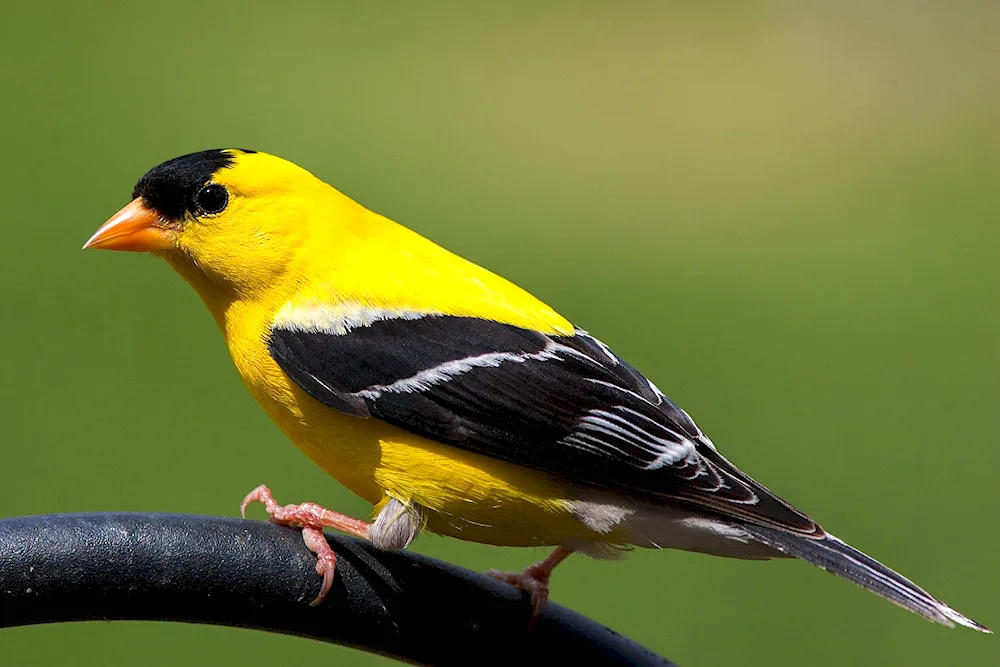 Canary canary finch