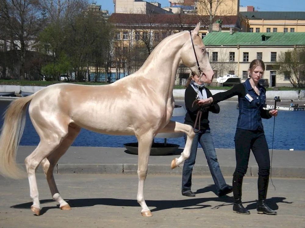 Akhaltekin horse