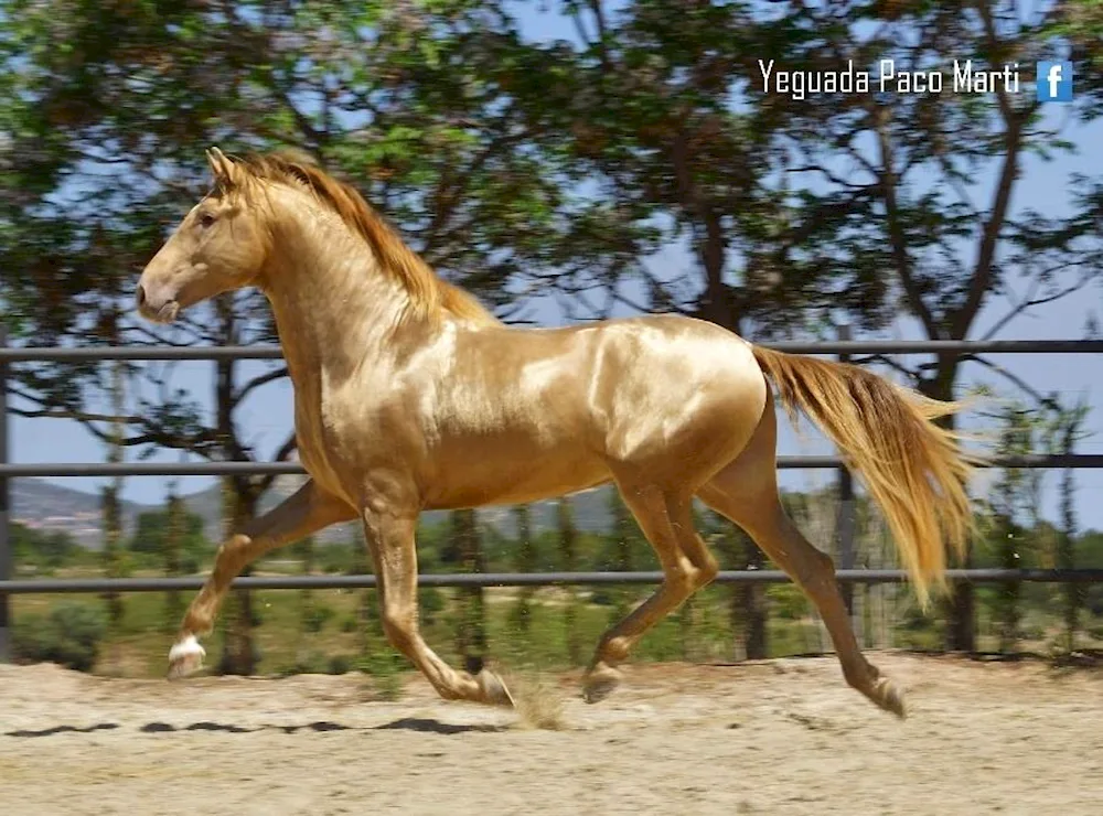 Akhaltekin riding breed