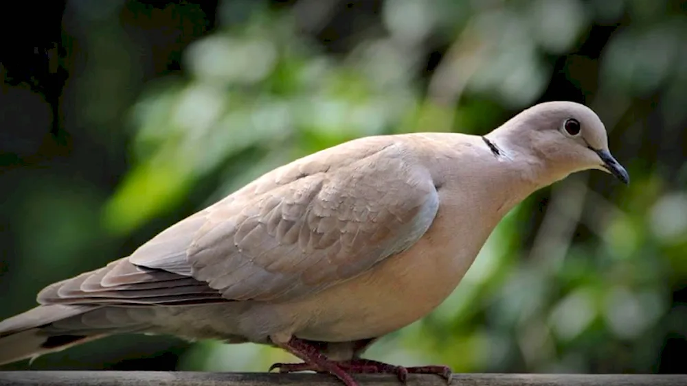 Victorian pigeon