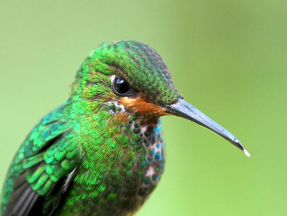 Ochre's Hummingbird