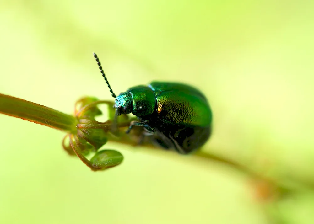 Izurundum Beetle Leaf Beetle