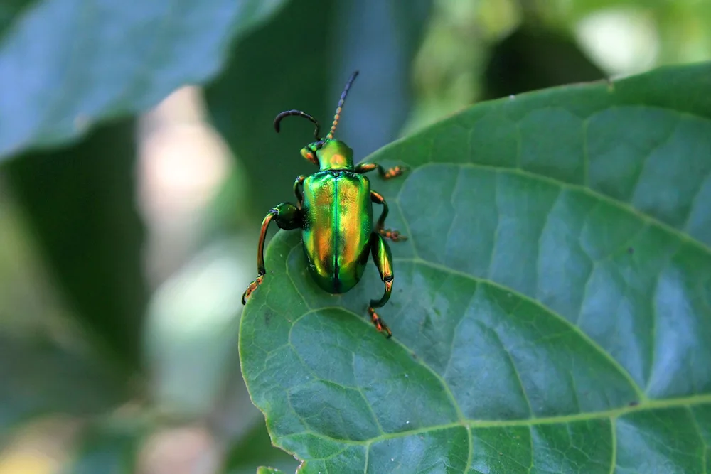 Bronzovka beetle