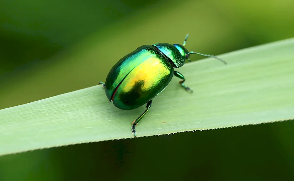 Formoskaia bronzovka beetle