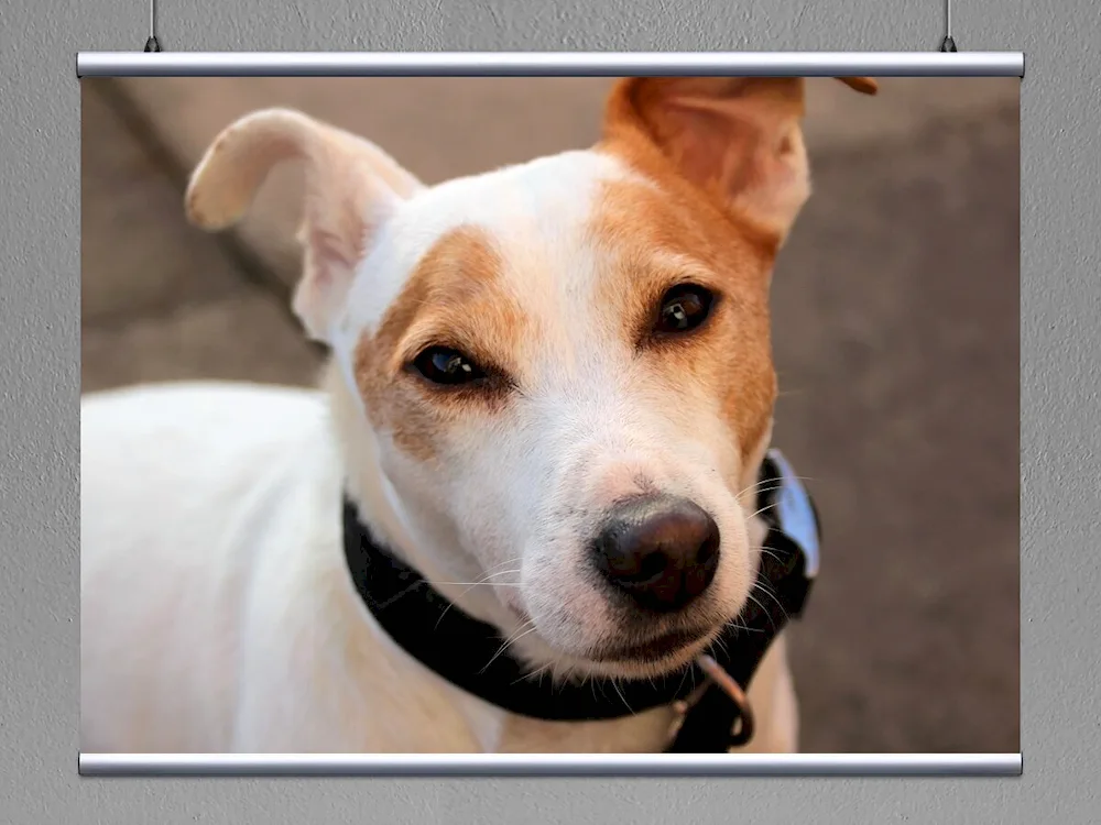 Manchester Black and Spotted Terrier