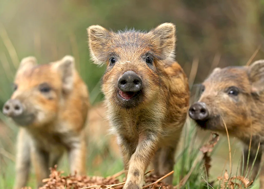 Warthog