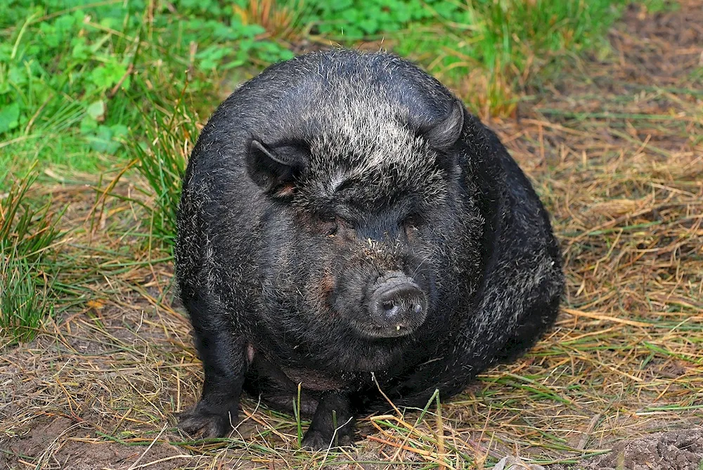 Caban hog boar pig