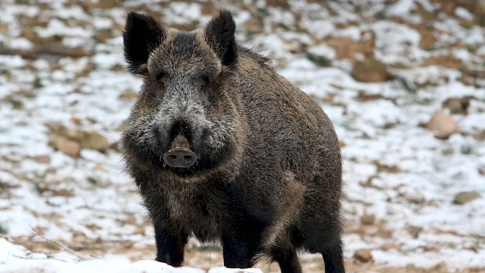 Wild boar wild boar wild boar wild boar wild boar wild boar wild boar wild boar wild boar wild boar wild boar wild boar wild boar wild boar wild boar wild boar wild boar wild boar wild boar wild boar wild boar wild boar wild boar wild boar wild boar wild boar wild boar wild boar wild boar wild boar wild boar wild boar wild boar wild boar Wild boar sus scrofa Ferus