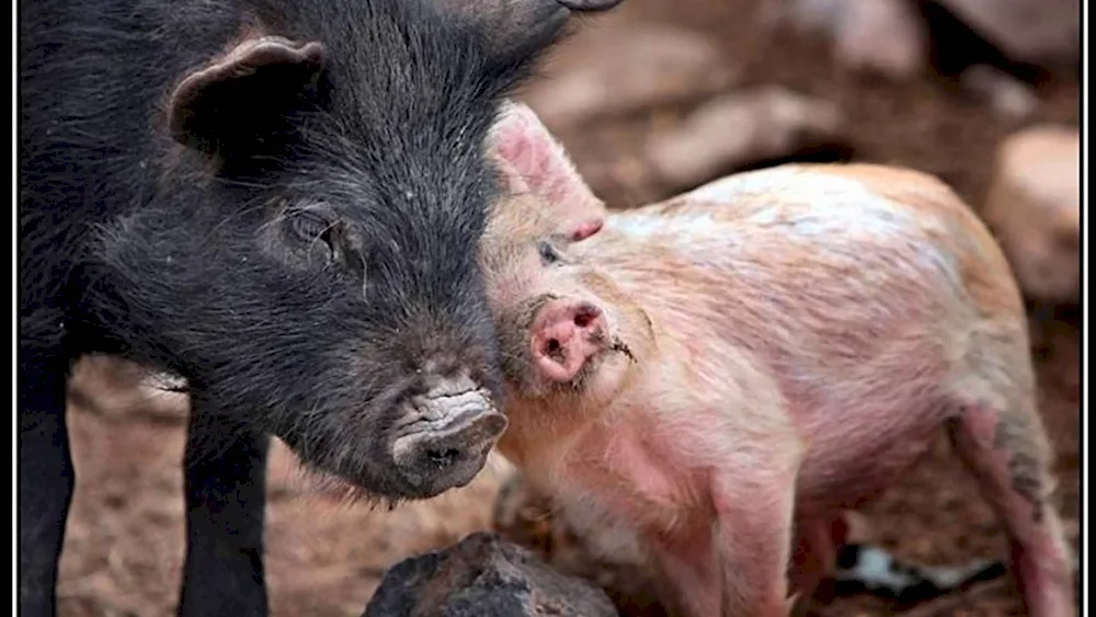 Wild boar and pig