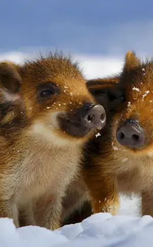 Wild boar with boar cubs