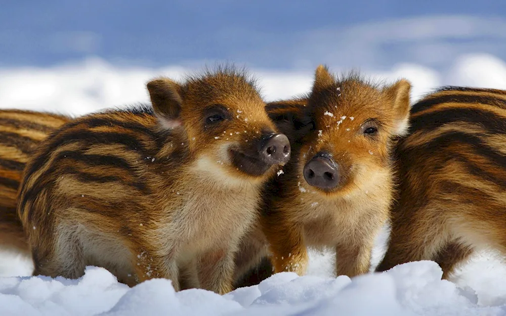 Wild boar with boar cubs