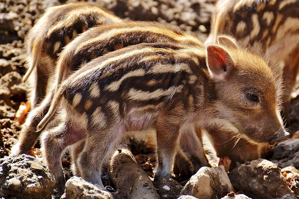 Wild boar with boar cubs