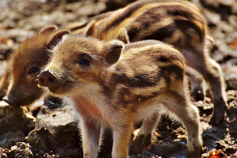 Wild boar with boar cubs