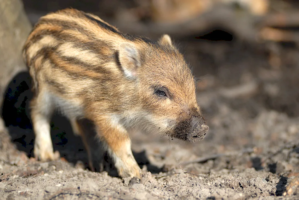 Little boar