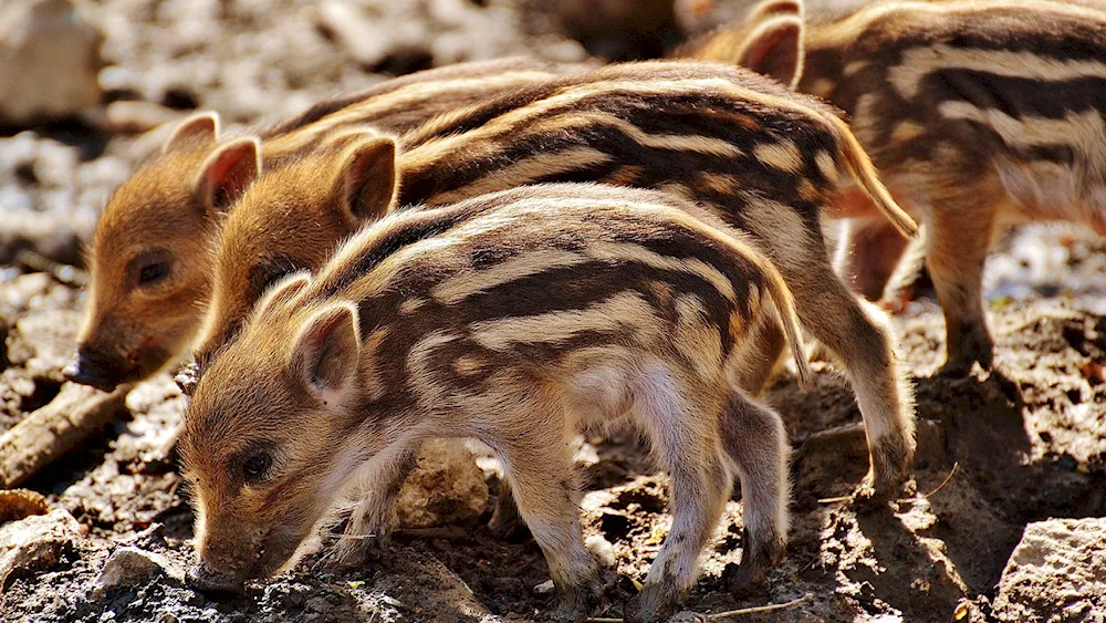 Wild boar cubs wild boar with boar cubs