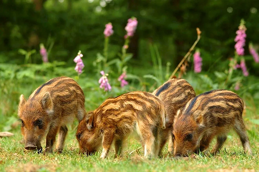 Caban with boar cubs