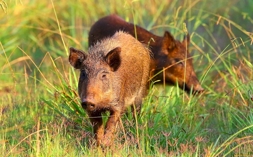 Wild boar wild boar