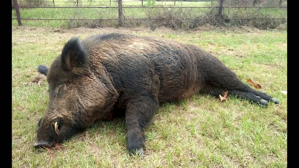 Boar Vephrer 600 kg