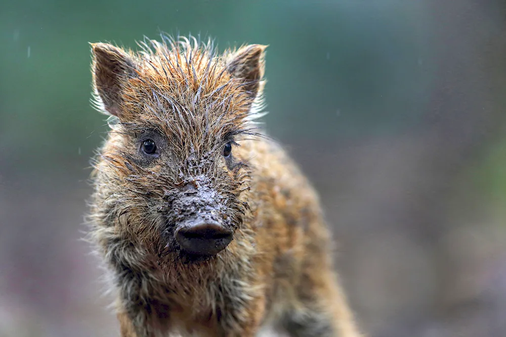 Wild boar cubs