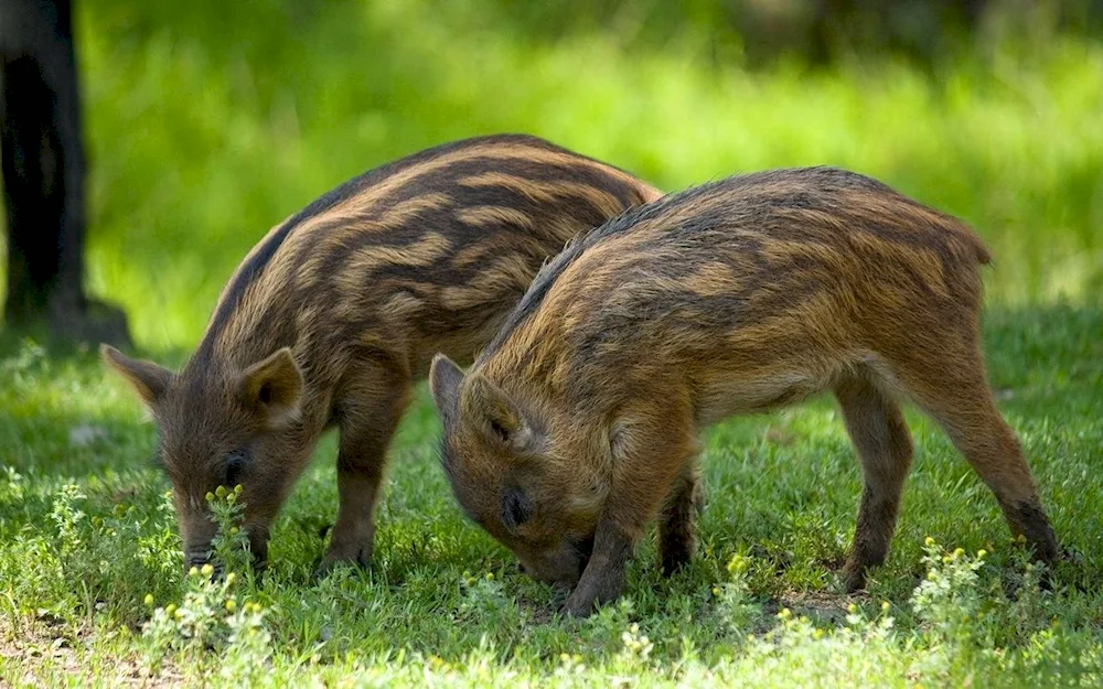 Wild boar with boar cubs