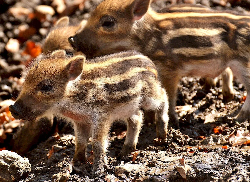 Wild boar cubs striped
