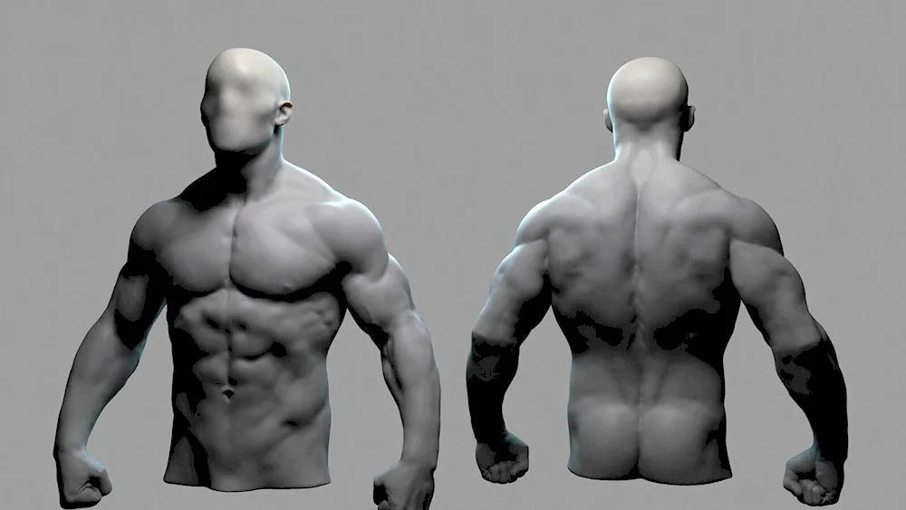 Muscles of human anatomy reference