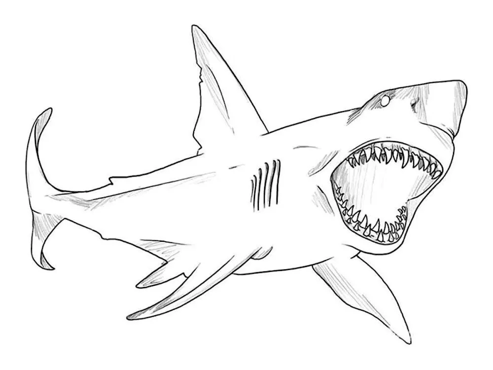 Shark colouring MEGALODON shark colouring How to draw a shark MEGALODON shark colouring