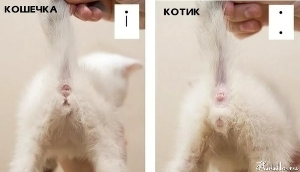 How to determine the sex of a kitten