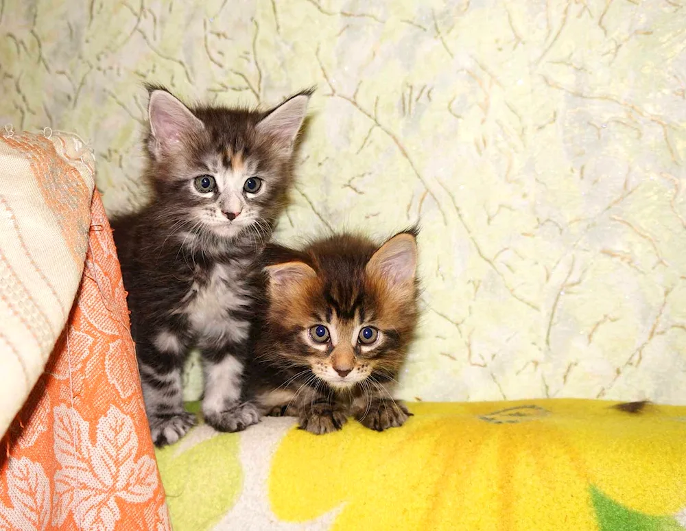 Maine- Maine coon kitten