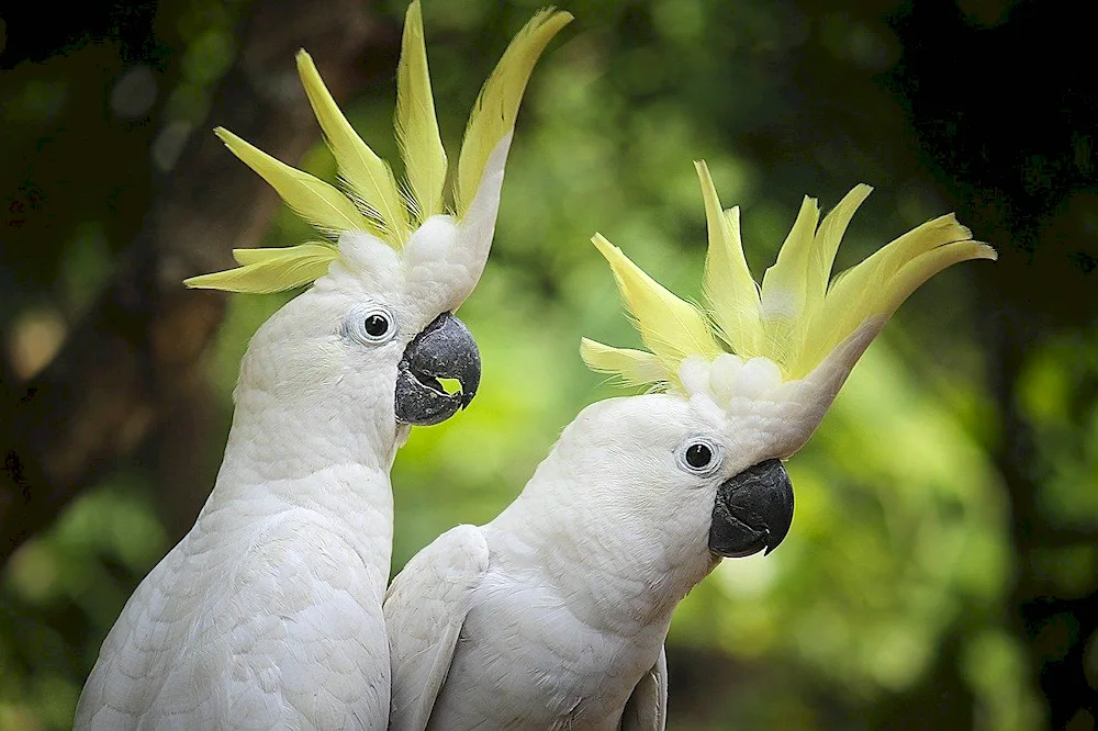 Crested geese