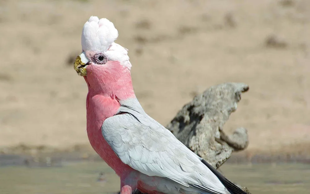 Cockatoo and Corella