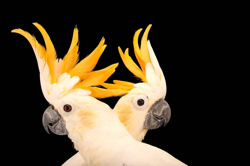 Cockatoo