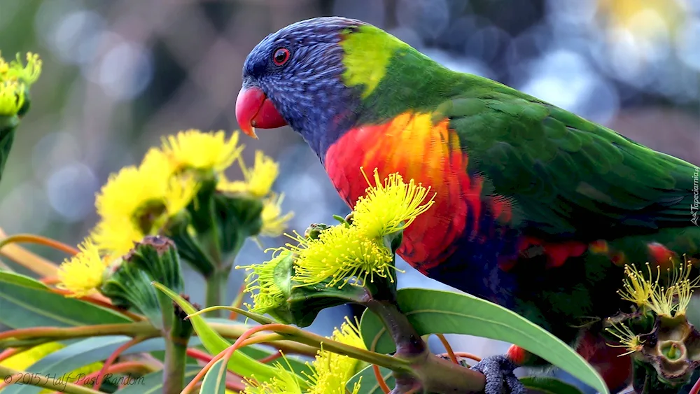 Neuropean parrots