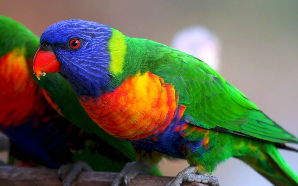 Australian lorikeet