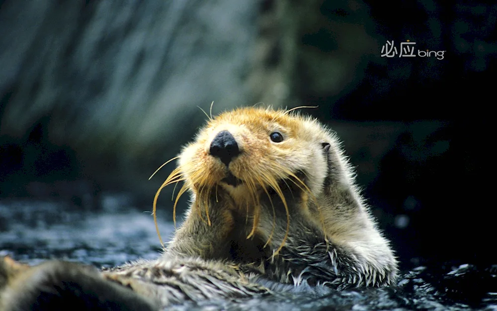 Capybara and Beaver