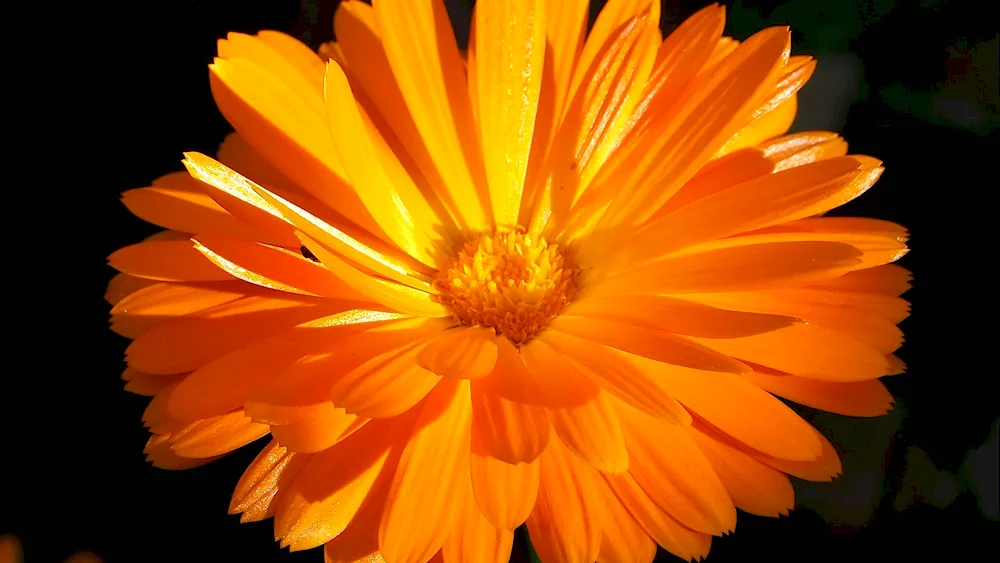 Calendula