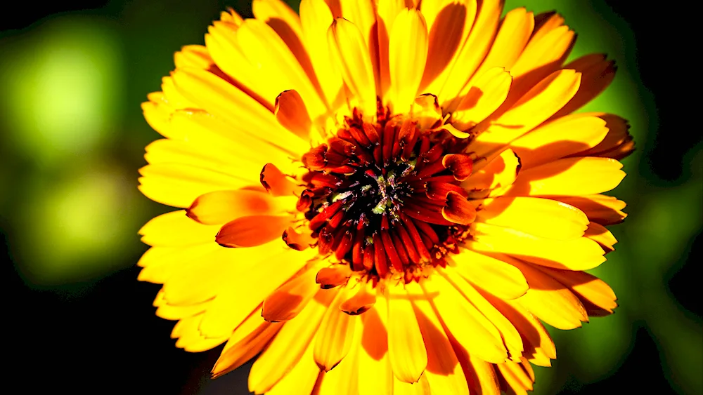 Calendula