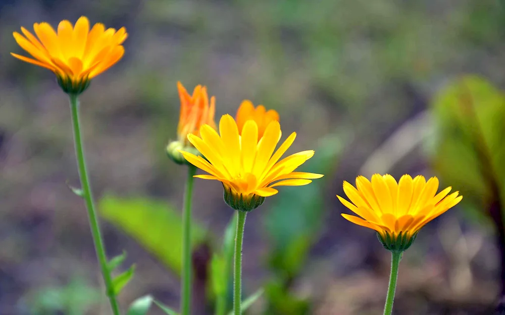 Calendula Wild