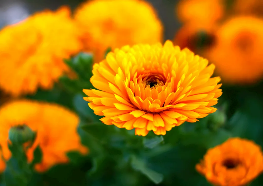 Calendula Empress