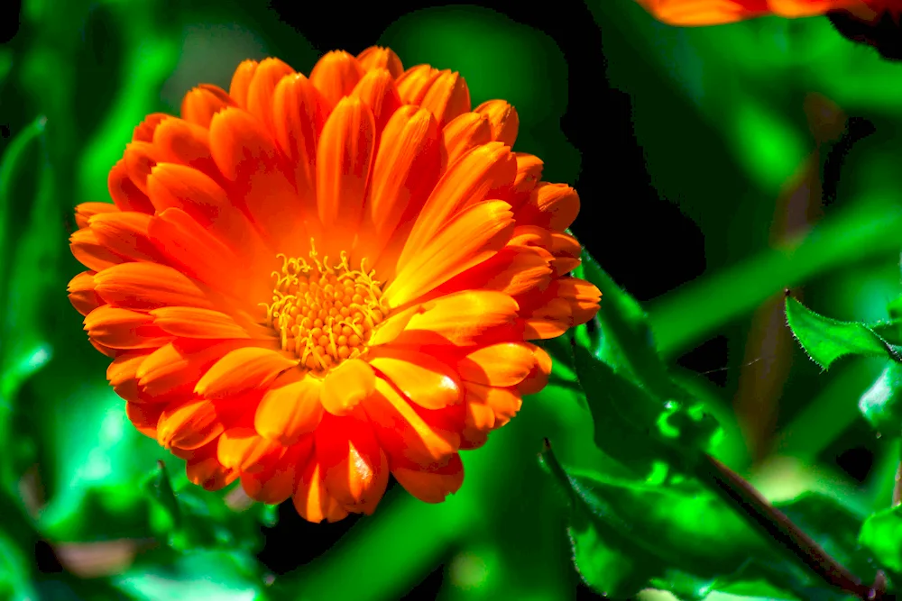 Calendula indian Prince