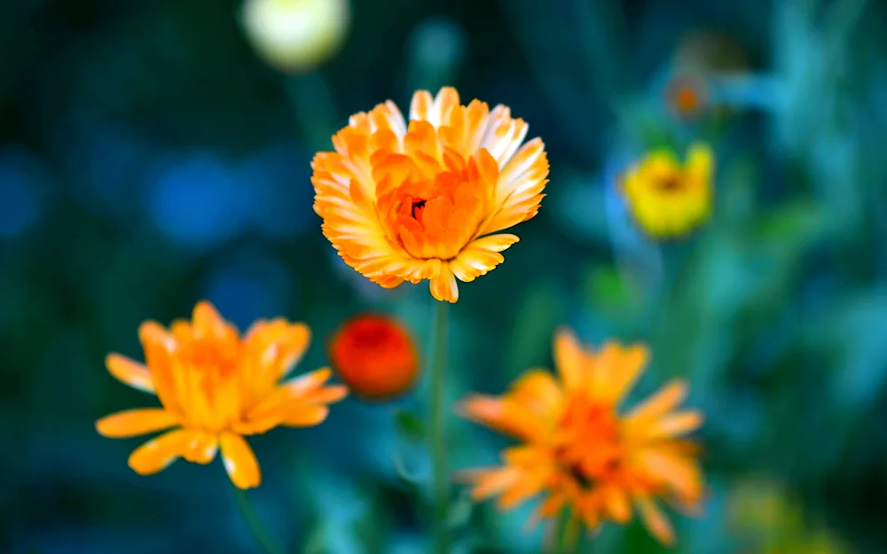 Calendula Calta