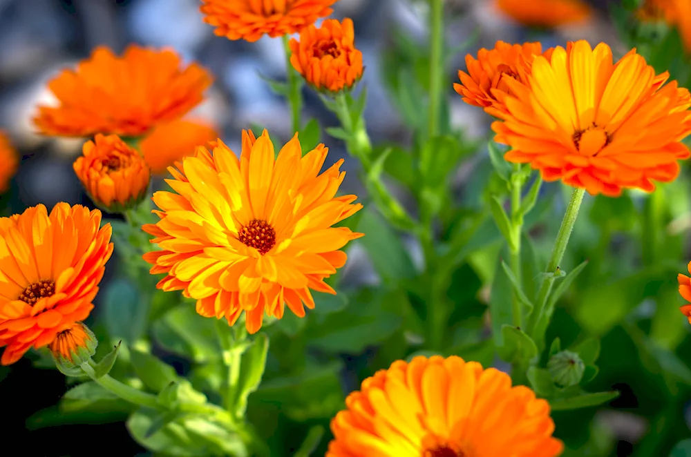 Calendula Caldula Calta