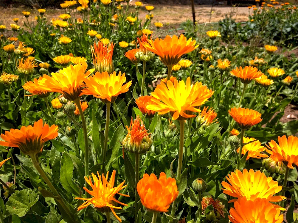 Calendula terry geisha