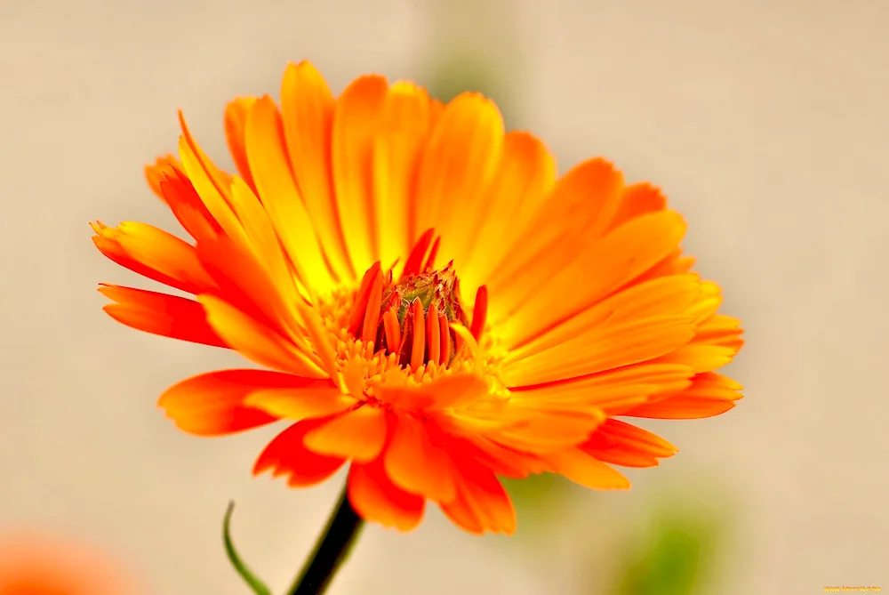 Calendula Maritza