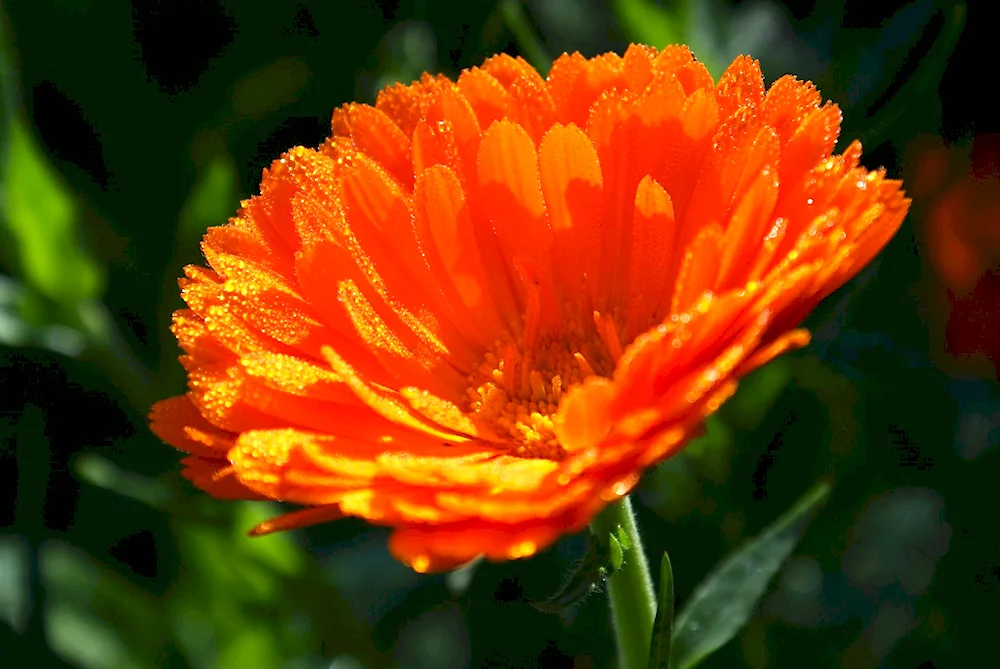 Calendula Maritza